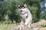 CHIEN FINNOIS DE LAPONIE 470